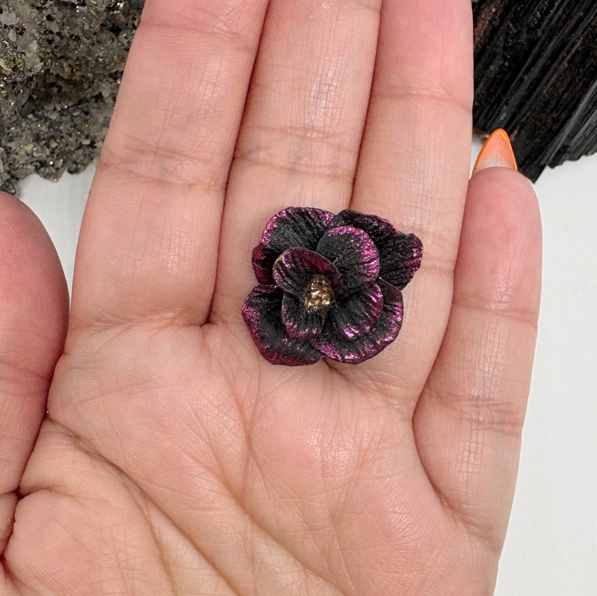 Daphne in Night Rose